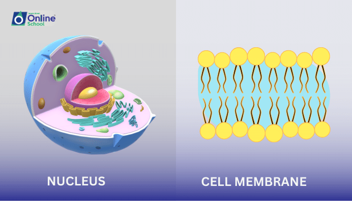 Lesson 04: Organelles of the Animal Cell - Nucleus and Cell Membrane